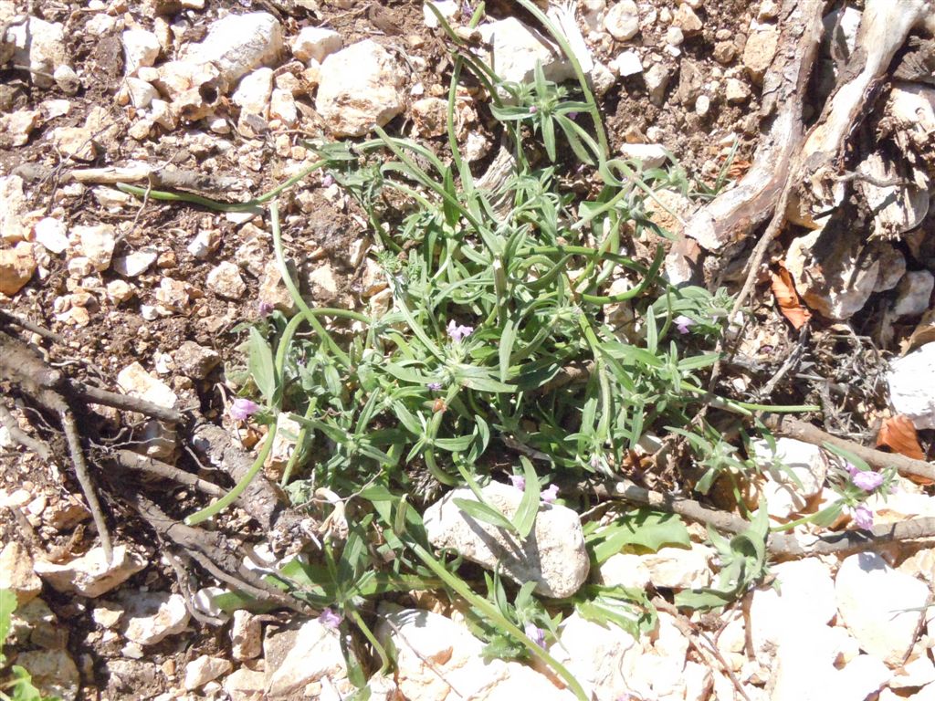 Colle Rotondo (AQ) : Galeopsis angustifolia